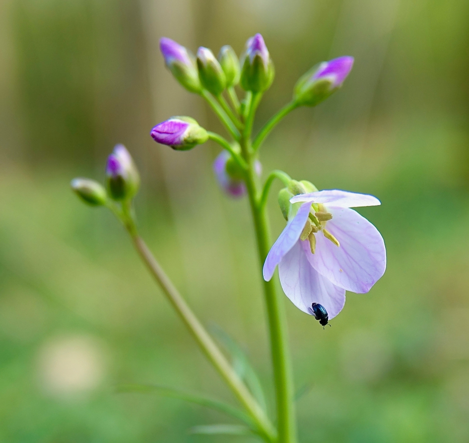 Pink - Planten - Pinksterbloem