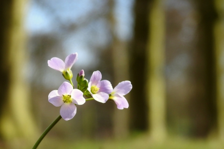 Pinksterbloem voor Pasen