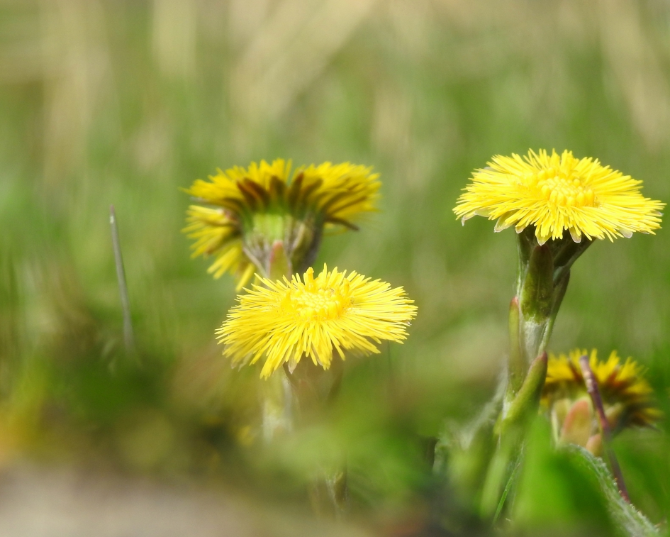 Pioniersplant - Planten - Klein hoefblad