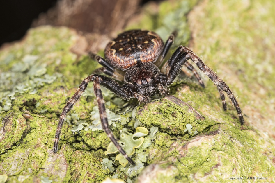 Platte wielwebspin (Nuctenea umbratica) - Geleedpotigen - Platte wielwebspin