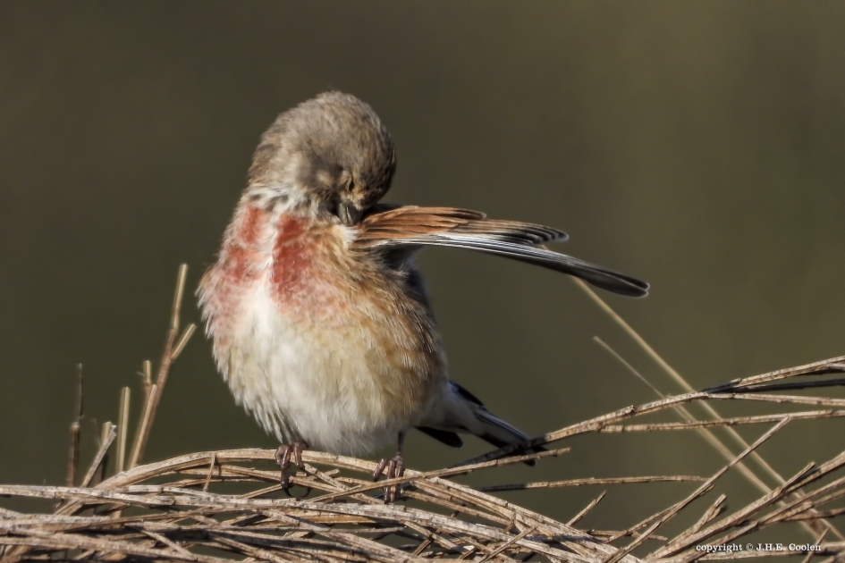 Poetsbeurt - Vogels - Kneu