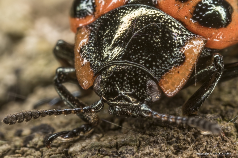 Portret van een..... - Geleedpotigen - Het gevlekt wilgenhaantje of twintigstippelig wilgenhaantje