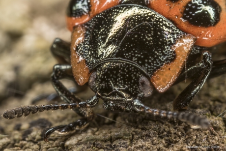 Portret van een.....