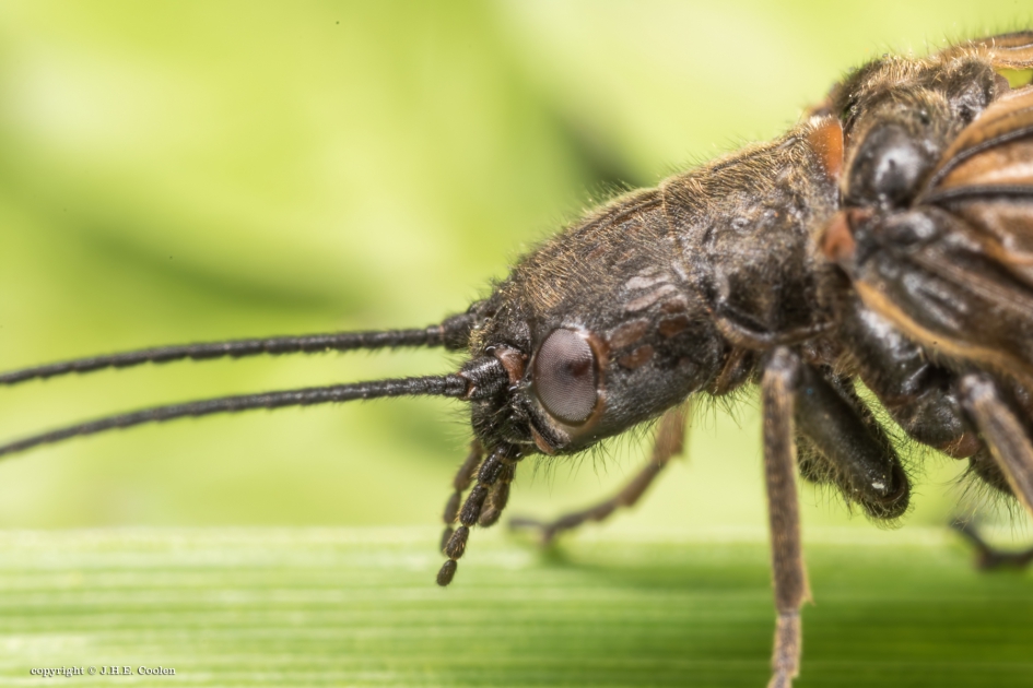 Portret van een..... - Geleedpotigen - Elzenvlieg