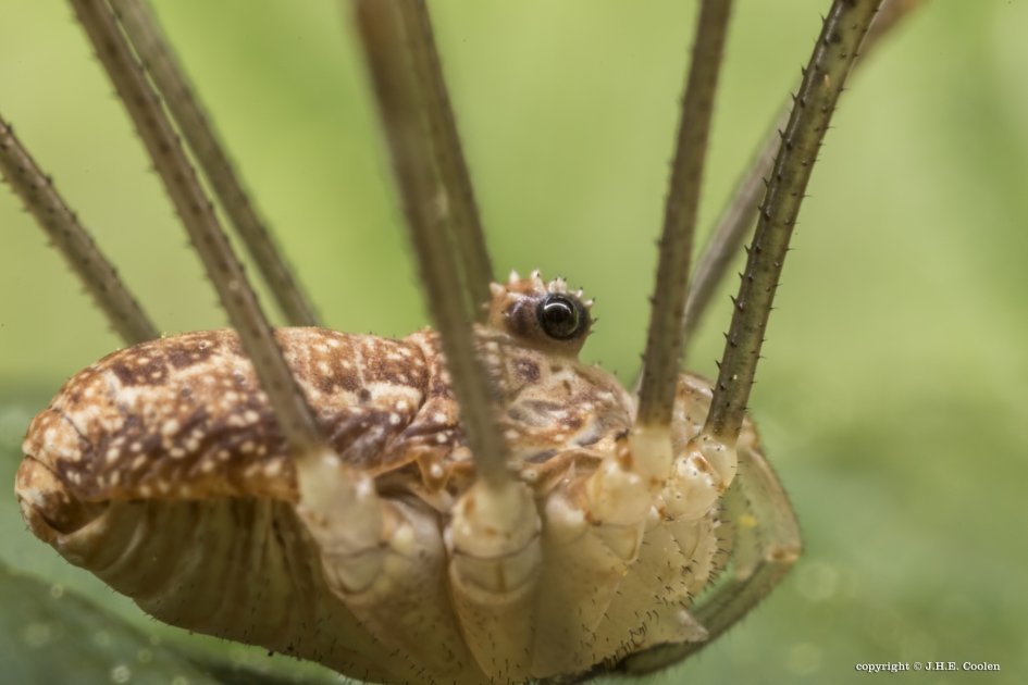 Portret van een..... - Geleedpotigen - Hooiwagen