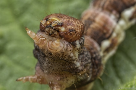 Portret van een.....