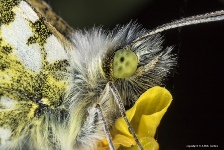 Portret van een.....