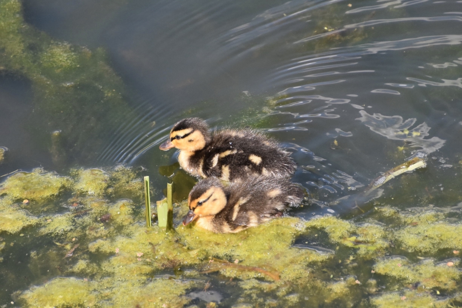 Pulletjes - Vogels - 