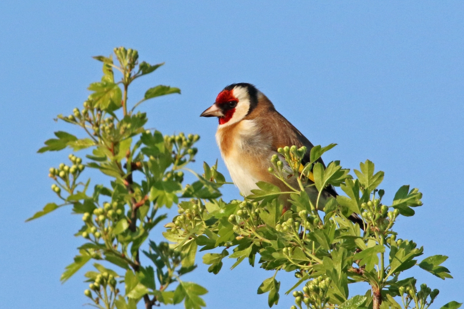Puttertje - Vogels - 