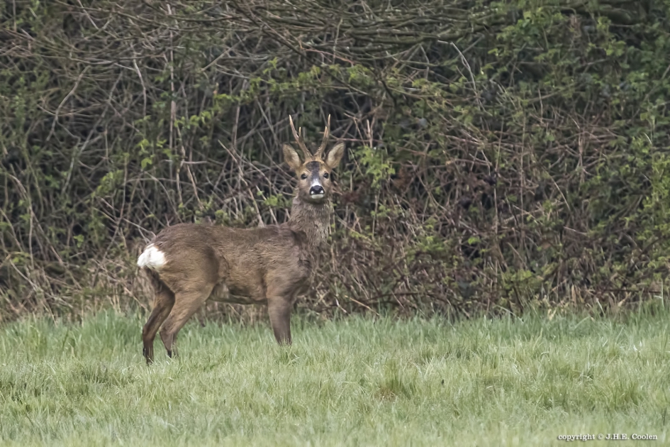 Reebok (Capreolus capreolus) - Zoogdieren - Reebok