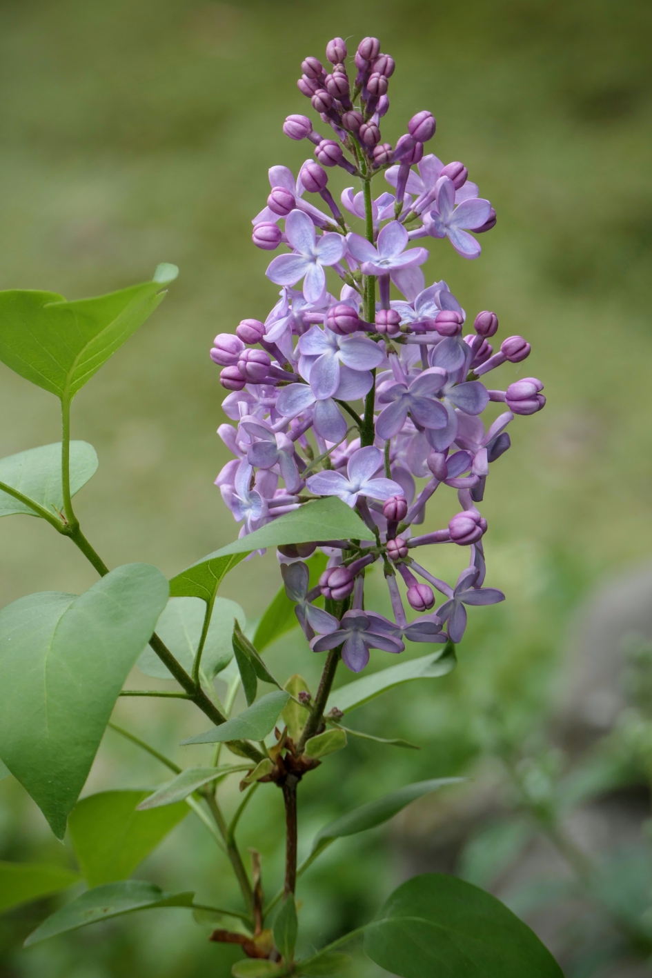 "Remi" - Planten - Sering