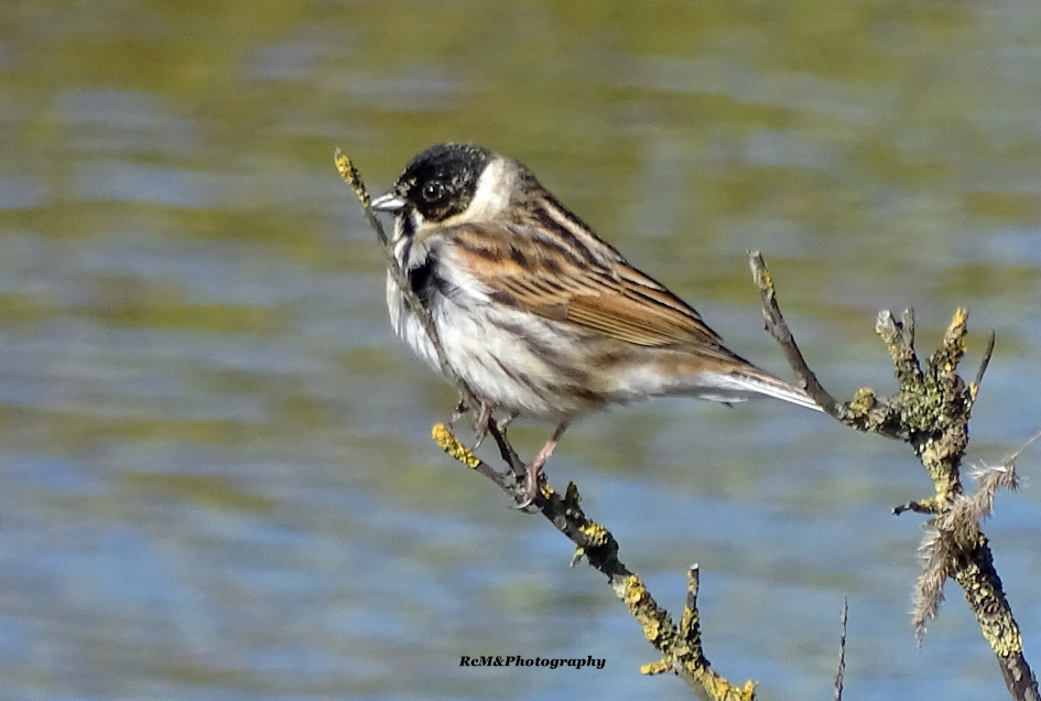 Rietgors. - Vogels - Rietgors.