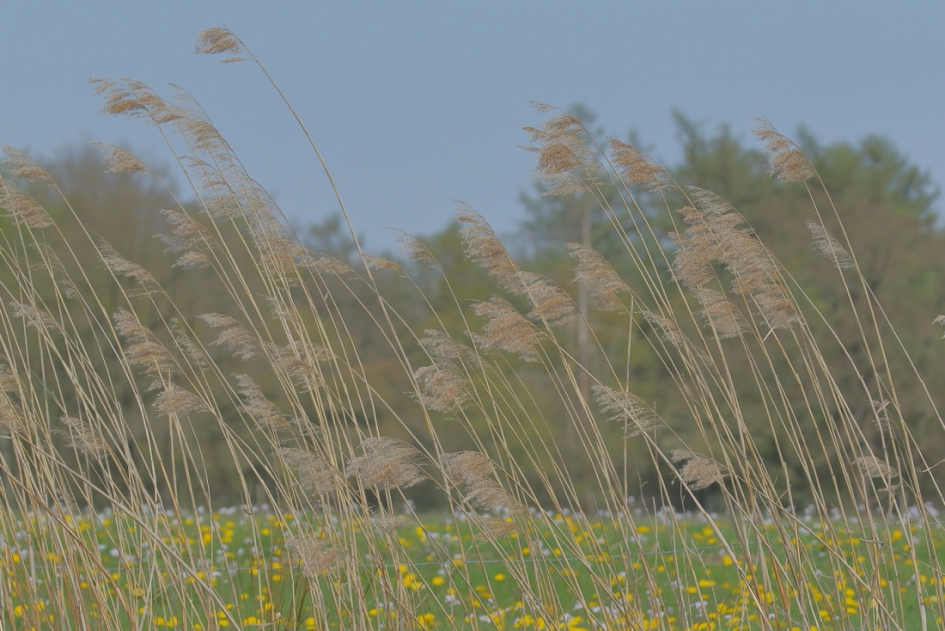rietpluimen in de wind - Planten - 