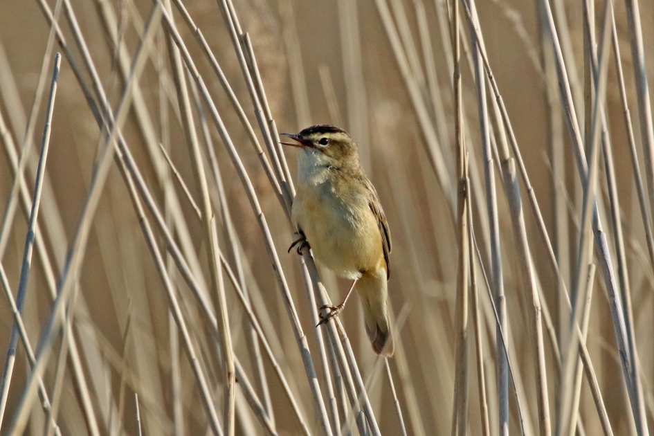 Rietzanger (1) - Vogels - 