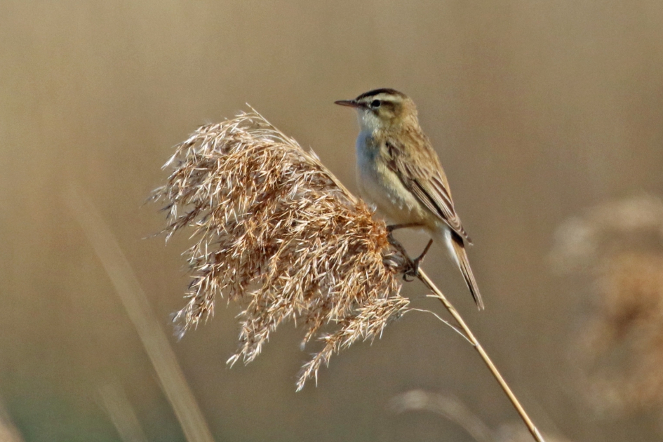 Rietzanger (2) - Vogels - 