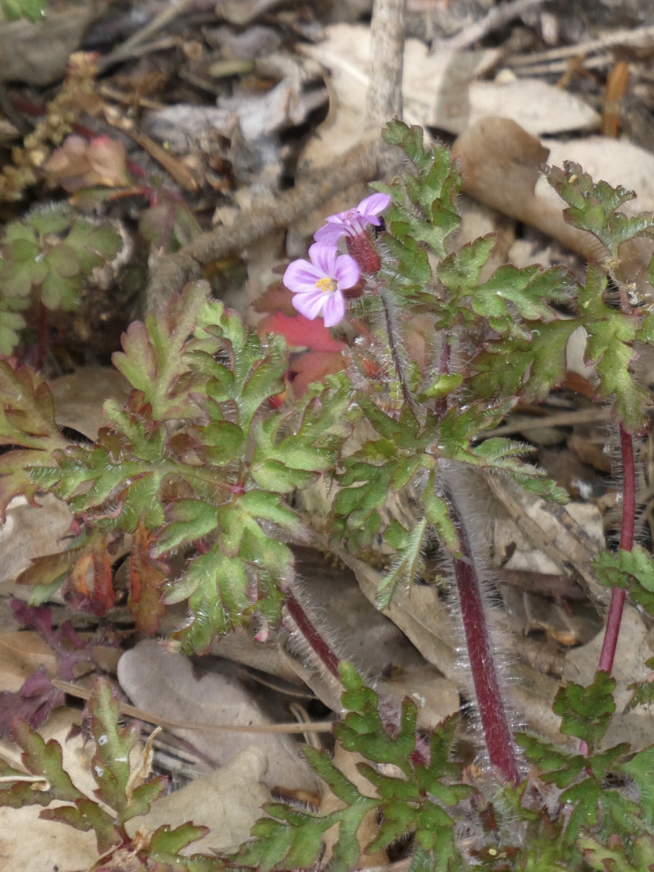 Robertskruid - Planten - 