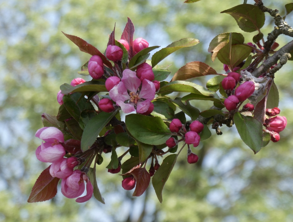 Rode bloesem - Planten - 