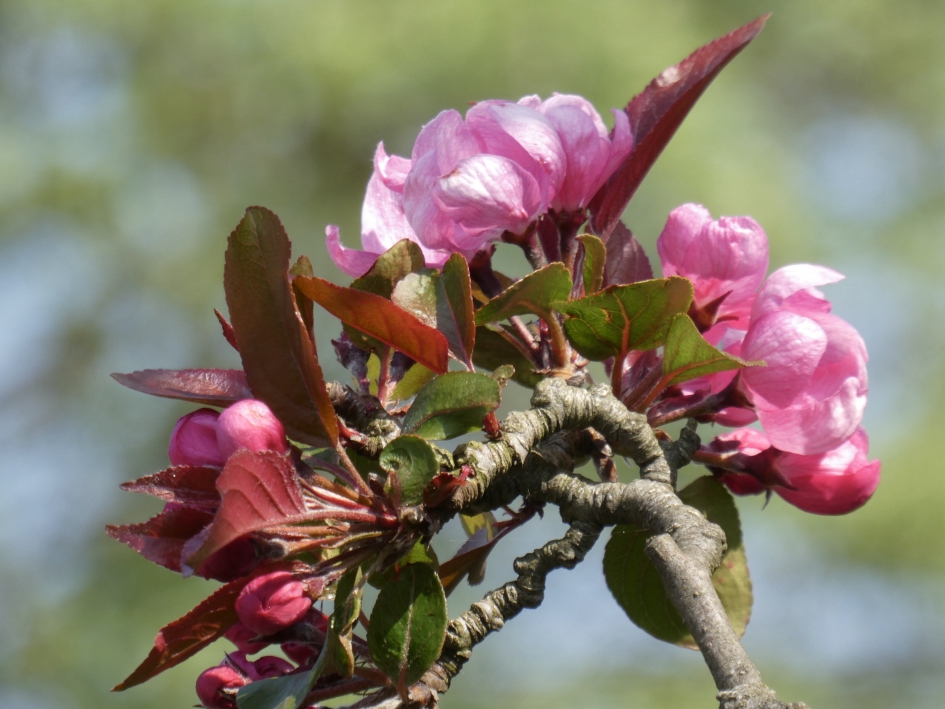 Rode bloesem - Planten - 