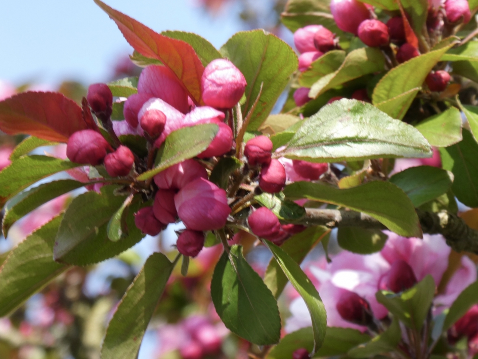 Rode bloesem - Planten - 