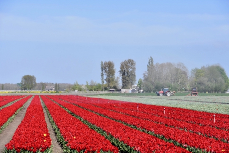 Rode tulpen