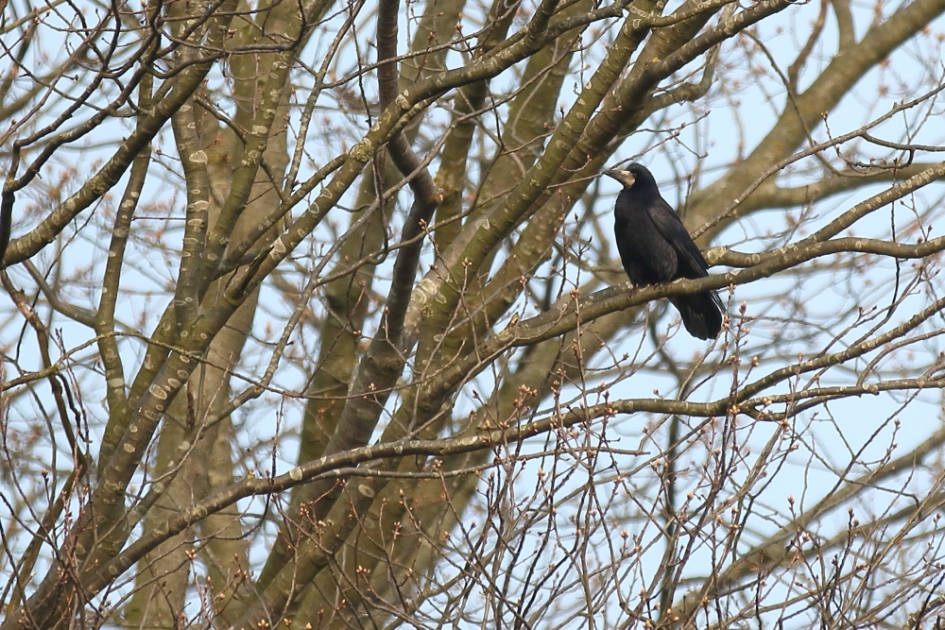 roek - Vogels - roek