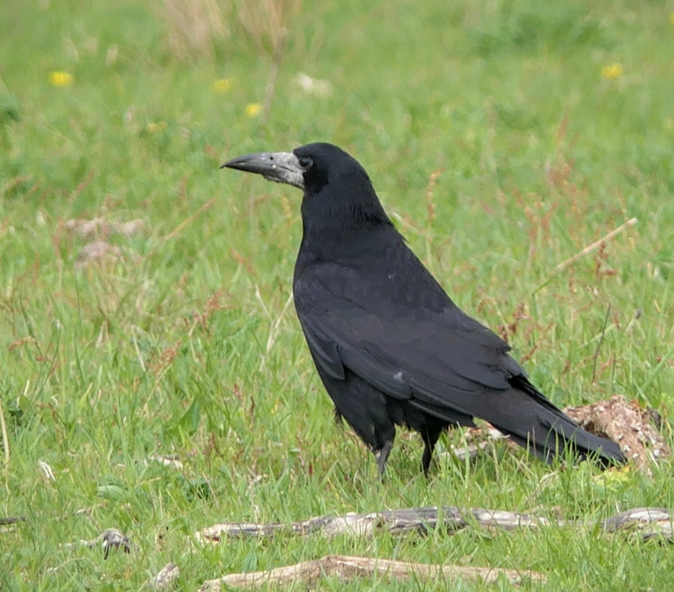 Roek - Vogels - Roek