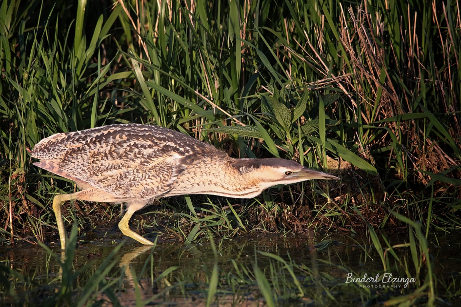 Roerdomp aan het jagen - Vogels - Roerdomp
