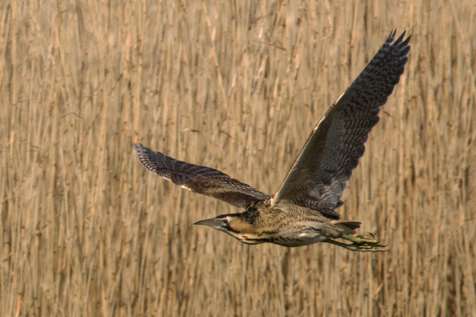 Roerdomp vliegt - Vogels - Roerdomp