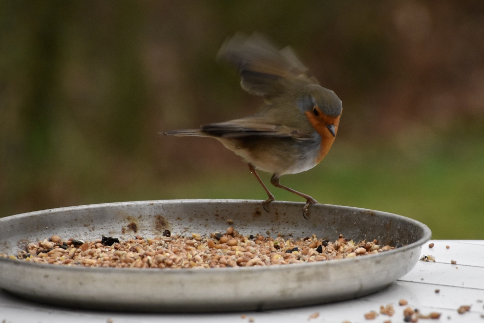 Roodborst - Vogels - 