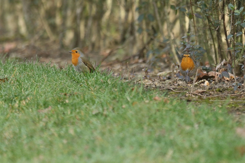 roodborst koppeltje - Vogels - roodborst