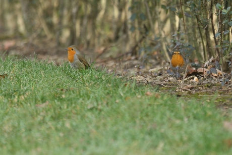 roodborst koppeltje