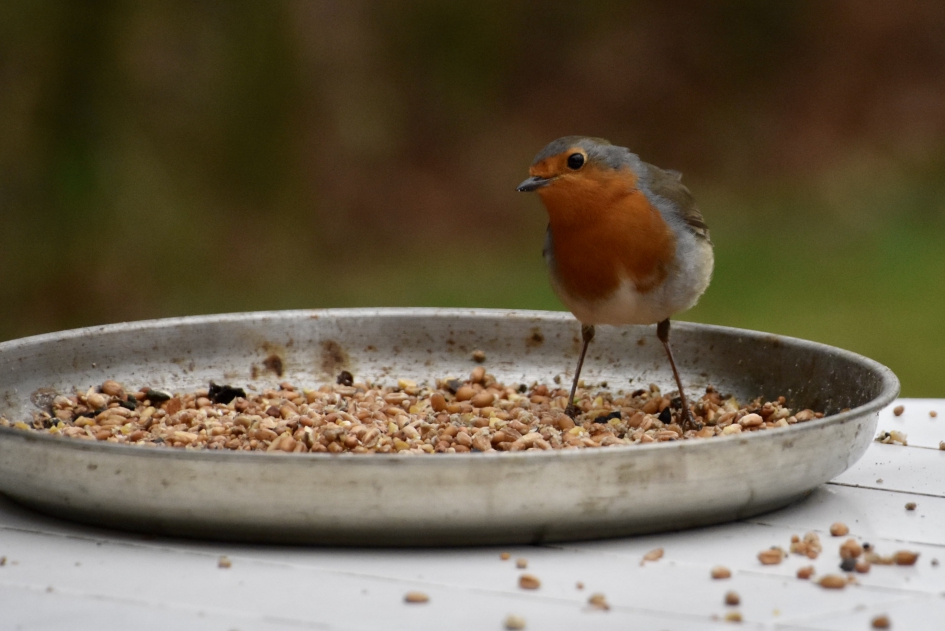 Roodborstje - Vogels - 