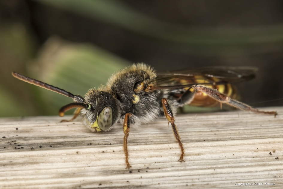 Roodharige wespbij - Geleedpotigen - Roodharige wespbij