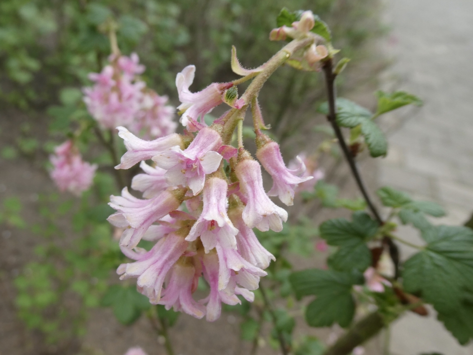 Roze ribes - Planten - 
