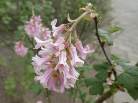 Roze ribes