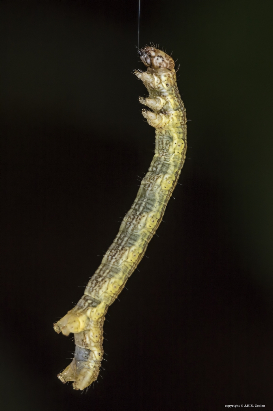 Rups grote wintervlinder - Geleedpotigen - Rups grote wintervlinde
