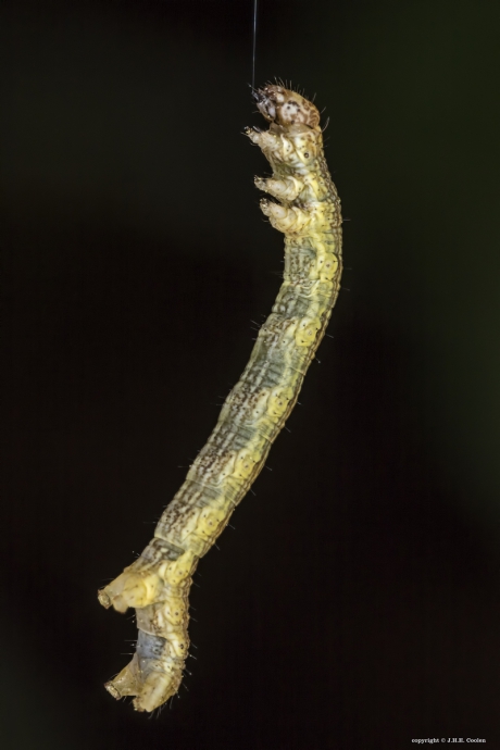 Rups grote wintervlinder