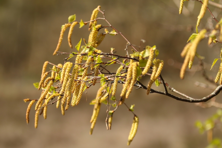 ruwe berk - Planten - ruwe berk
