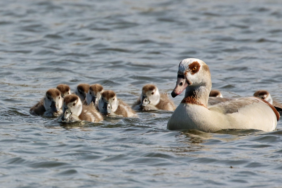 Samen blijven - Vogels - 