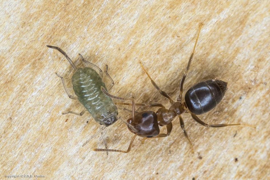 Samenwerking - Geleedpotigen - Mier