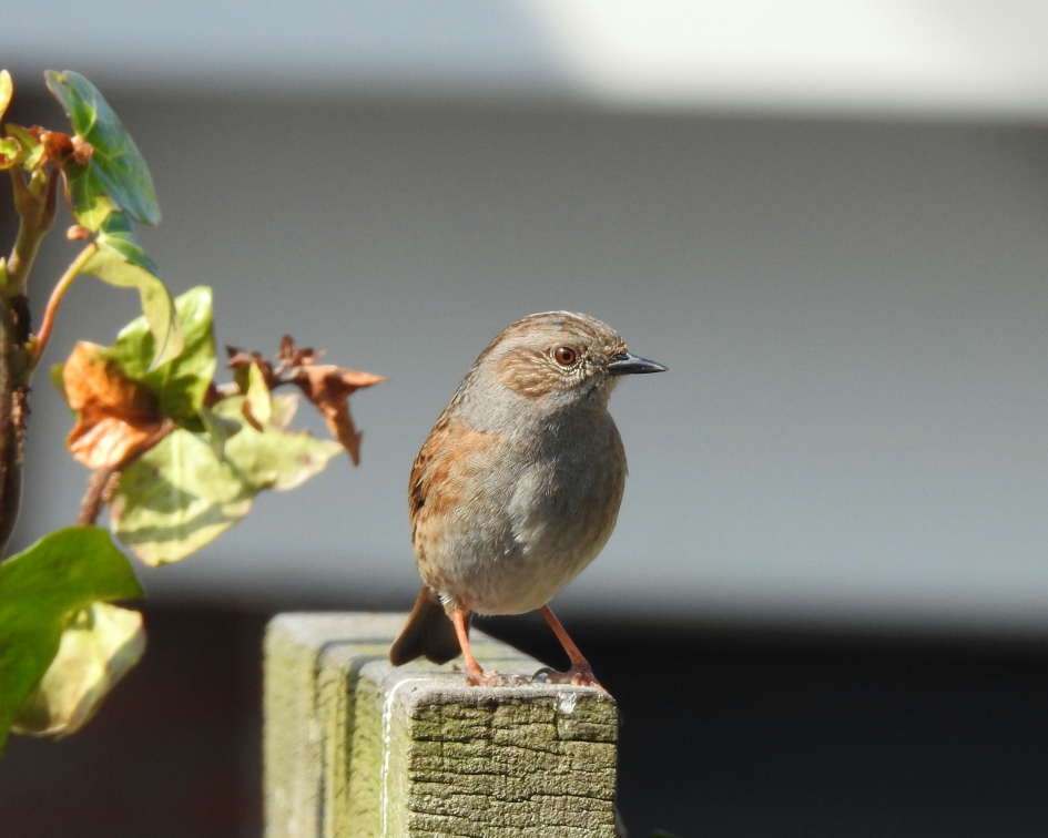 Scharrelaar - Vogels - Heggenmus