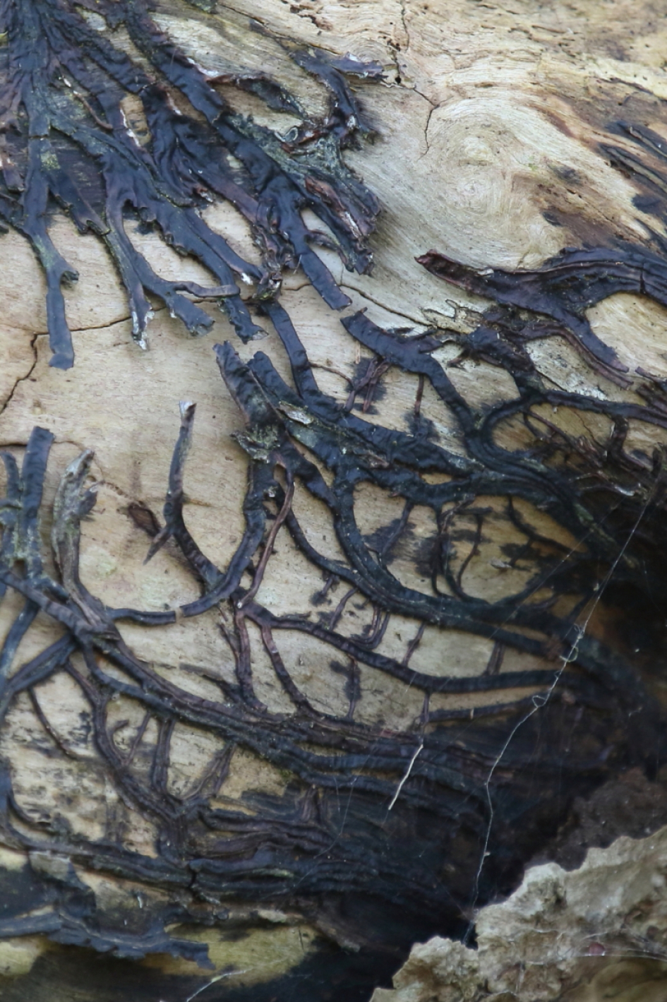 schimmeldraden - Schimmels - 