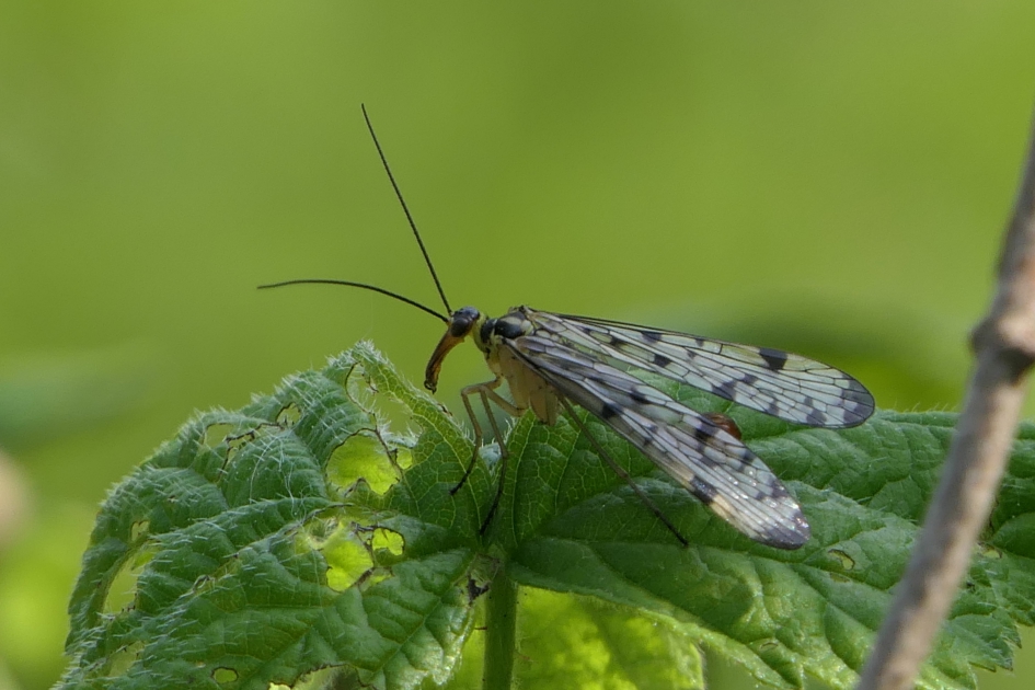 Schorpioenvlieg. - Geleedpotigen - Schorpioenvlieg