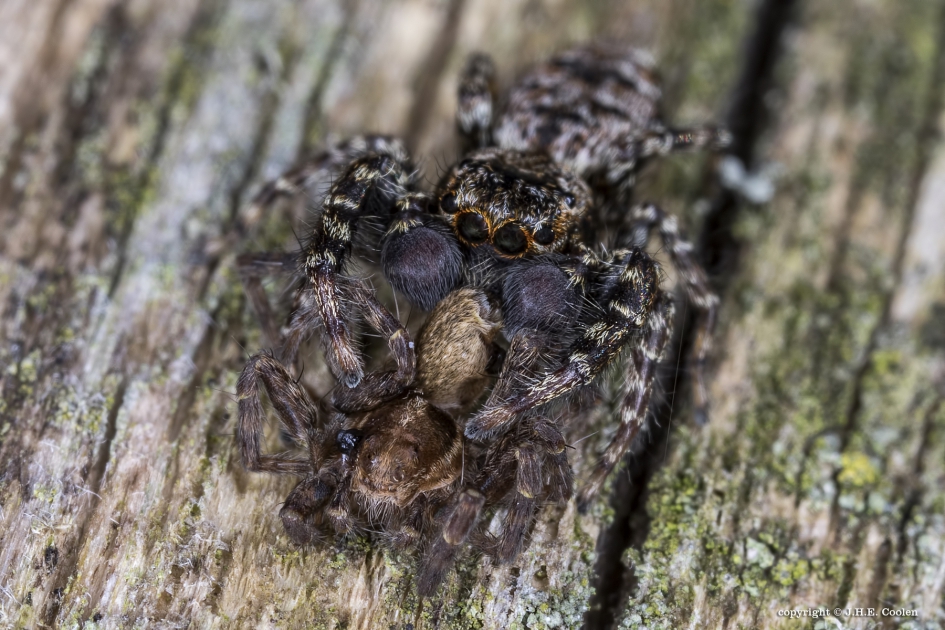 Schorsmarpissa (Marpissa muscosa) - Geleedpotigen - Schorsmarpissa