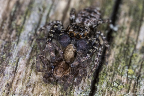 Schorsmarpissa (Marpissa muscosa)