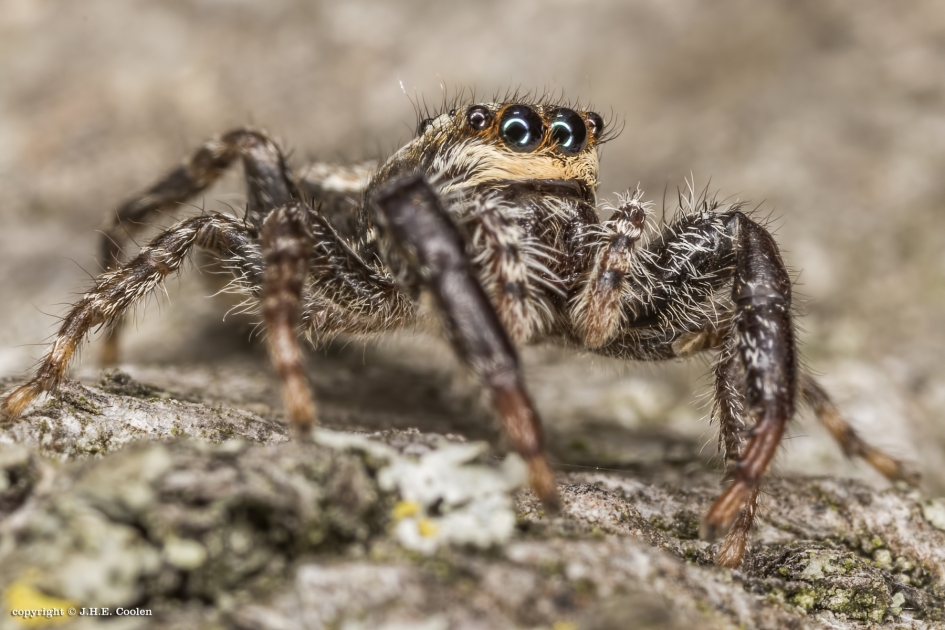 Schorsmarpissa (Marpissa muscosa) - Geleedpotigen - Schorsmarpissa