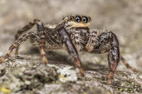 Schorsmarpissa (Marpissa muscosa)
