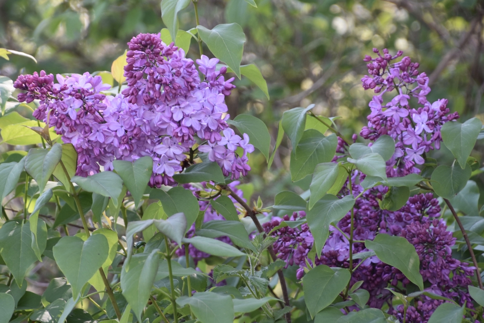 Sering al in bloei - Planten - 