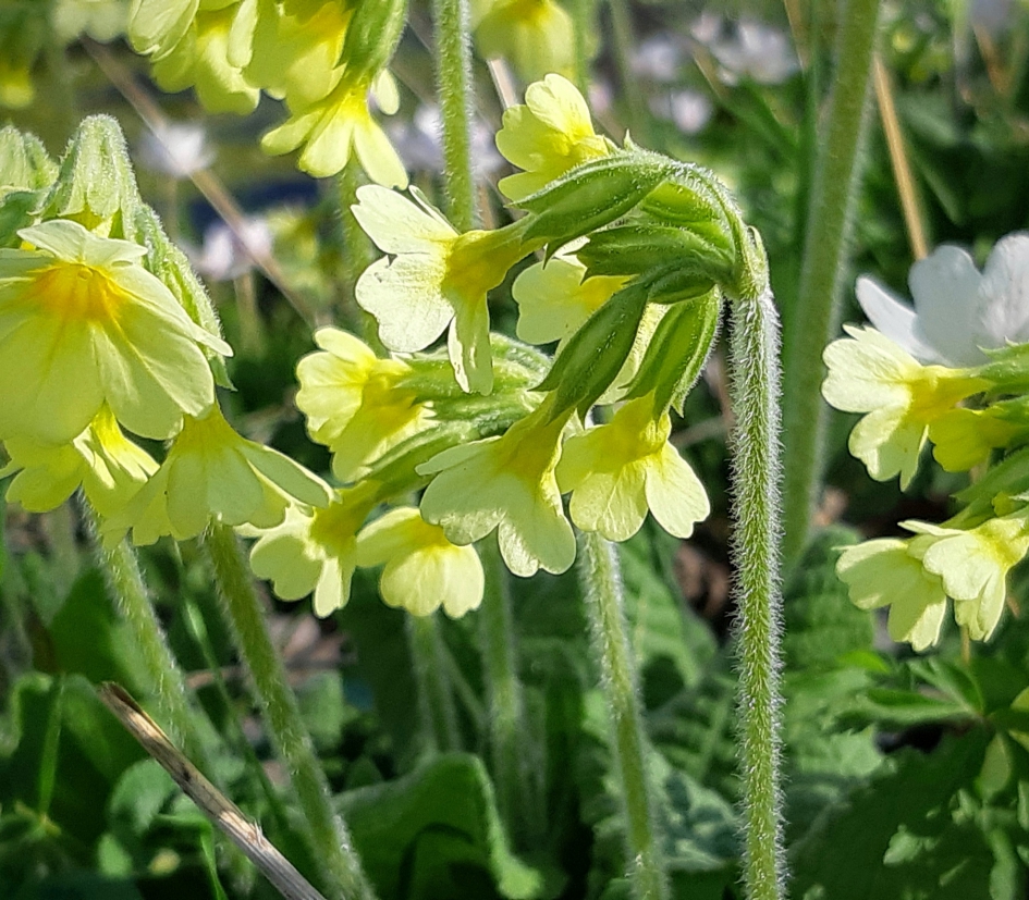 Slanke sleutelbloem. - Planten - Slanke sleutelbloem