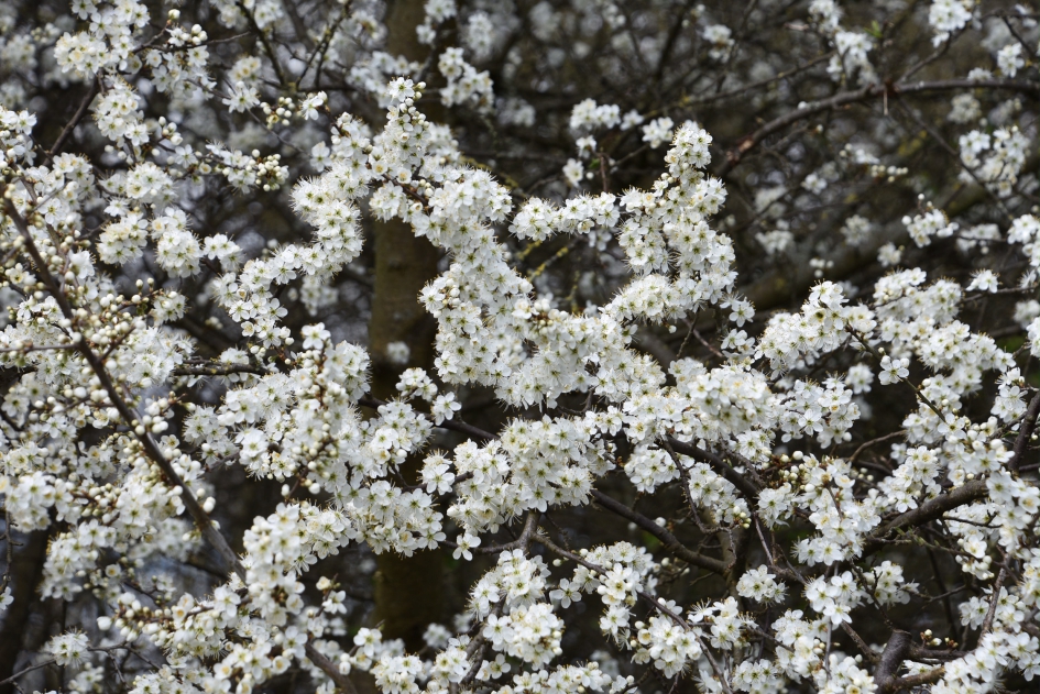 Sleedoorn - Planten - 